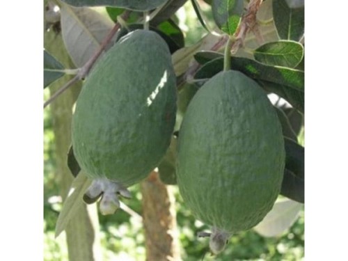 Feijoa den's choice