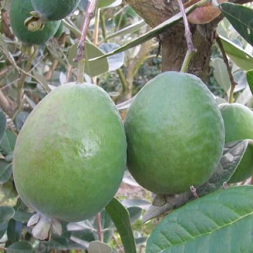 Feijoa Anatoki