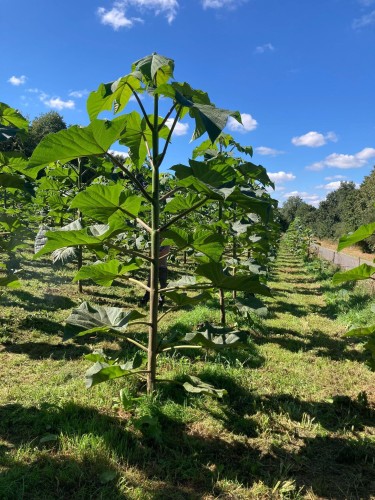 Paulownia