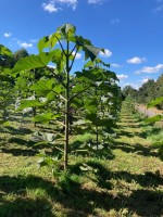 Paulownia