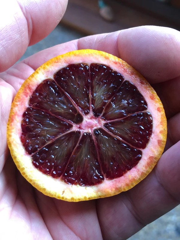 Clementine sanguine rubino