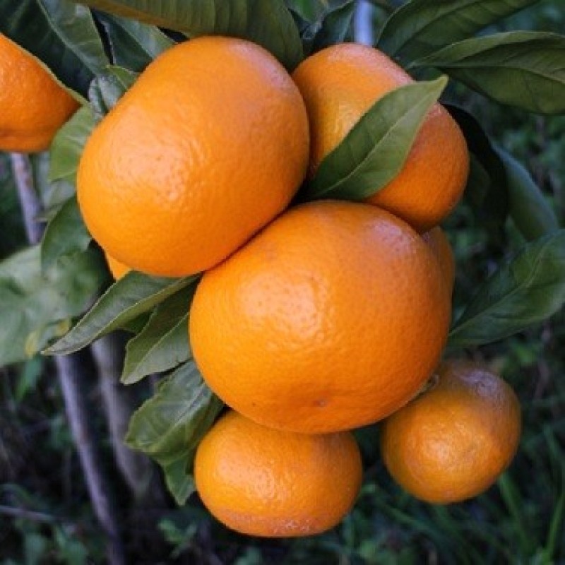 Satsuma aoshima