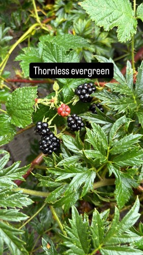 Ronce Thornless Evergreen