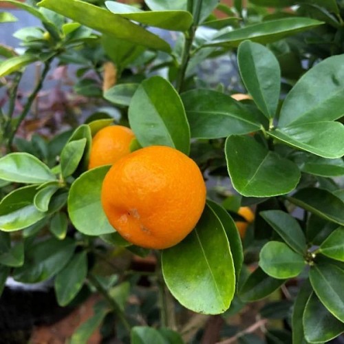 Kumquat fukushu