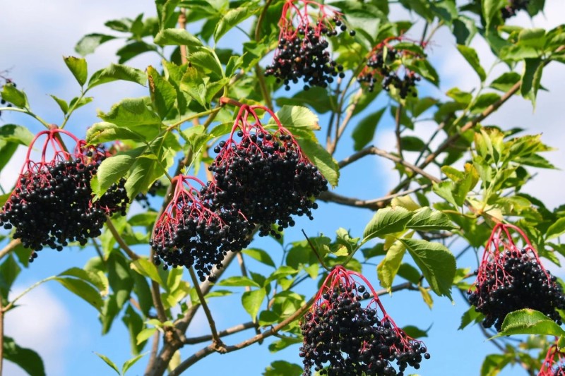 Sureau à gros fruit sampo