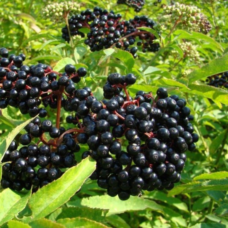 Sureau à gros fruit Haschberg