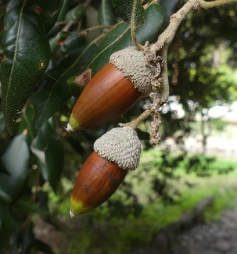 Chêne à gland doux antigua