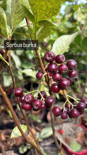 Sorbus burka