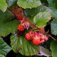 Rubus tricolor