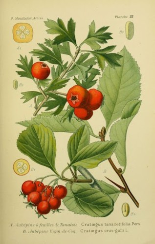 Aubépine fruitière tanacetifolia