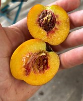 Nectarine feligni