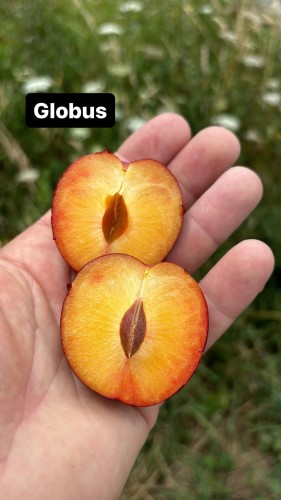 Plumcot Globus