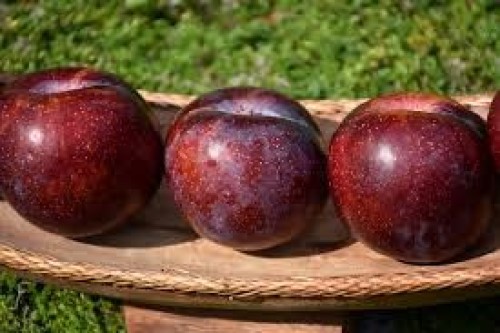 Pluot roi des saveurs