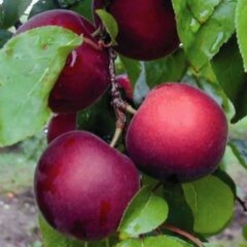 Plumcot Nostrano