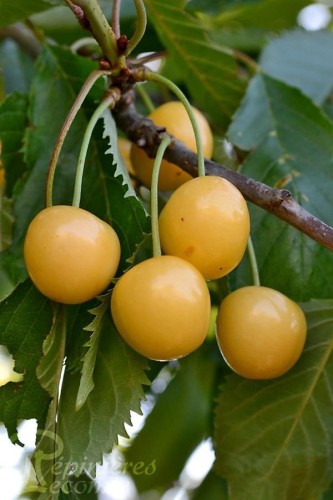 Cerisier coeur de pigeon jaune