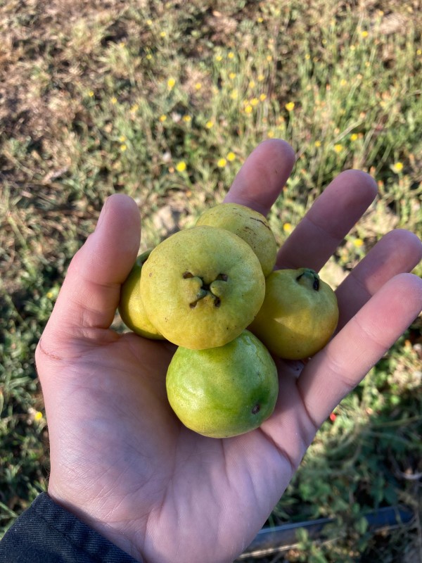 Goyave fraise jaune