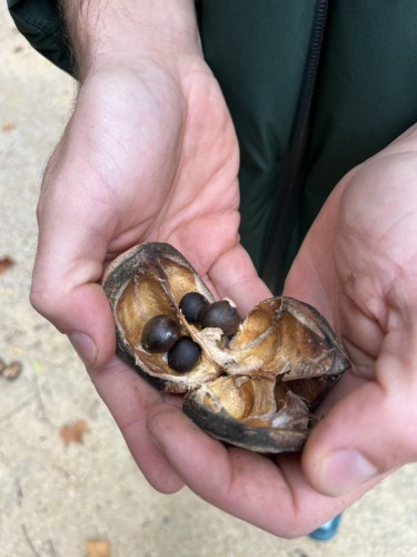 Xanthocère a feuille de sorbier