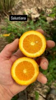 Oranger salustiana