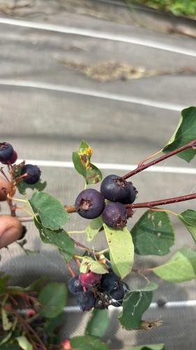 amelanchier alnifolia smokey