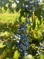 Mahonia