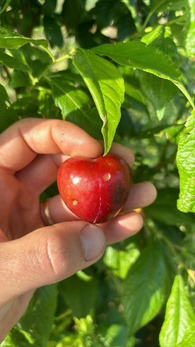 Prune Cerise Nadia