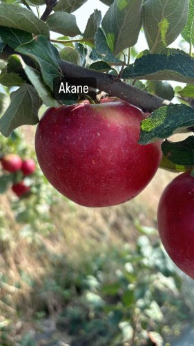 Pommier Akane