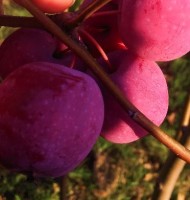 Pommier Liaoning purple