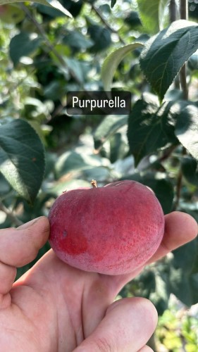 pommier purpurella