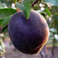 Plumcot  Black forest
