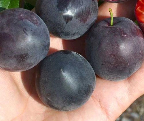 Pluot chernyi barkhat