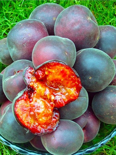 Plumcot cierna marhula