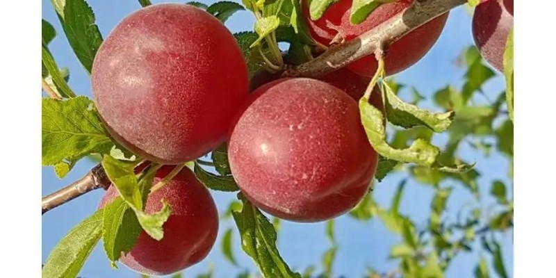 plumcot susincocco plumcot susincocco