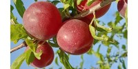 plumcot susincocco