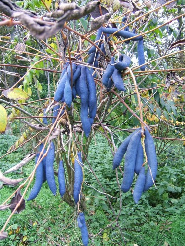 Arbre aux haricots bleus