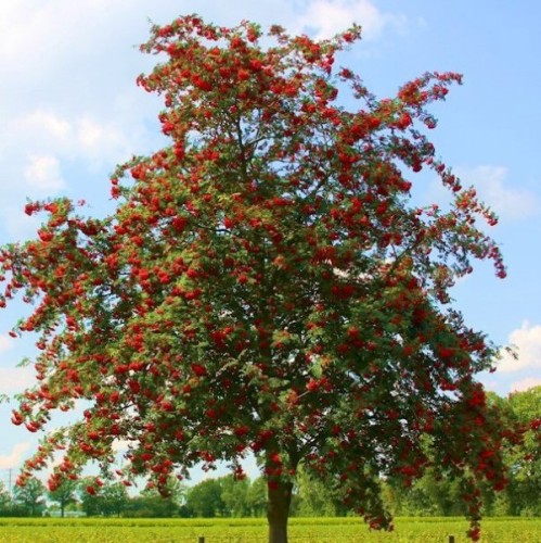 Sorbier moravica
