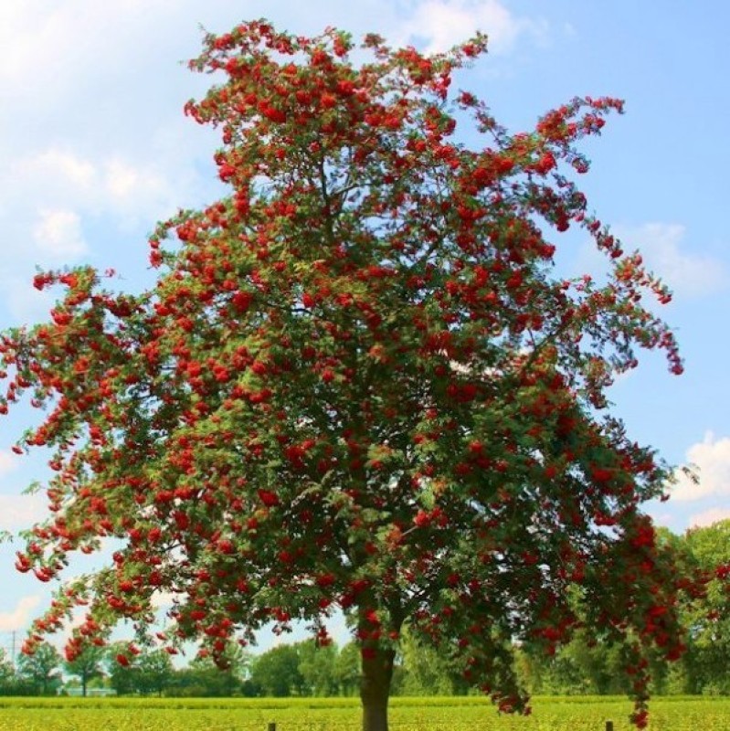 Sorbier moravica Sorbier moravica