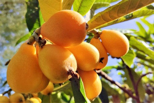 Neflier du japon harvest