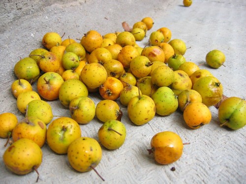 Aubépine mexicana manzanilla