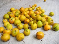 Aubépine mexicana manzanilla