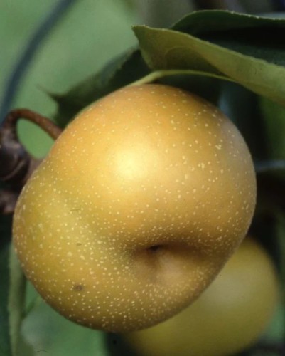 Nashi korean giant
