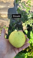 Nashi shinseiki