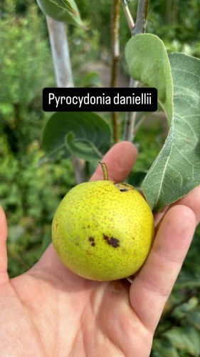 Pyrocydonia daniellii