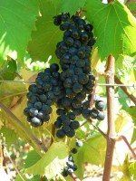 Vigne marechal foch