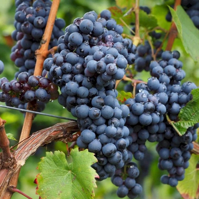 Vigne nero Vigne nero