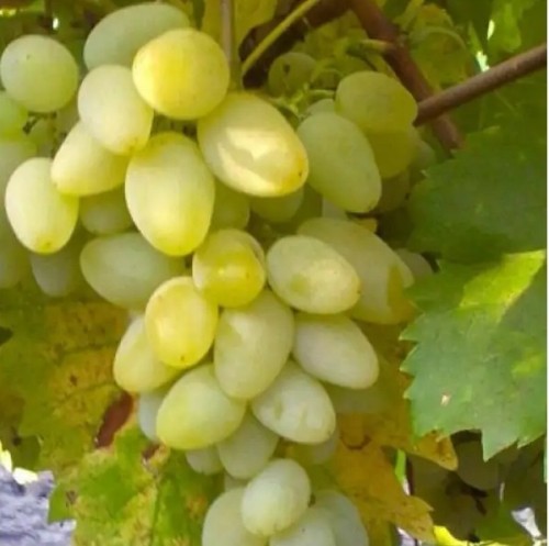 Vigne gold berry