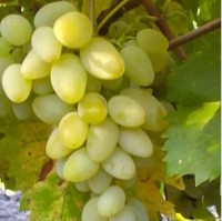 Vigne gold berry