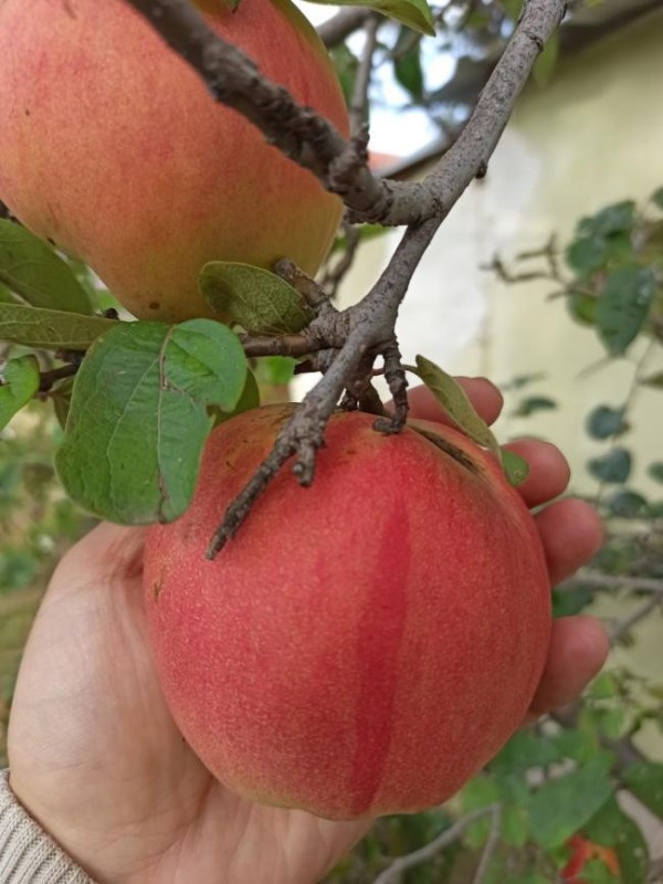 Cognassier kuyucu red Cognassier kuyucu red