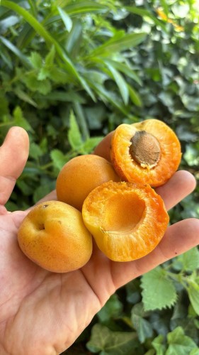 Abricot précoce de saumure