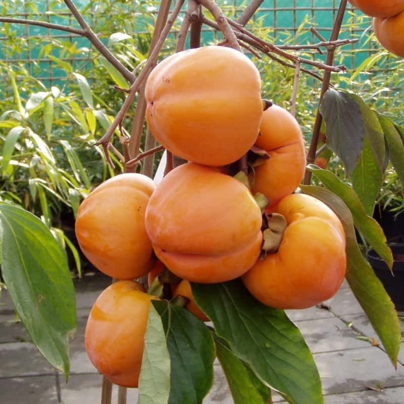 Kaki Tam kam Kaki Tam kam