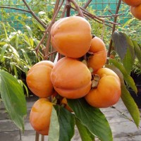 Kaki Tam kam